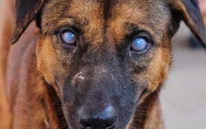 Blue-eyes-or-uveitis-due-to-Blood-parasite-E.canis-in-brown-mixed-breed-domestic-dog-thumbnail-1280x720-1080x675