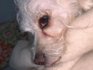 dog-eye-discharge-is-green-v0-amg2vnuif9tf1