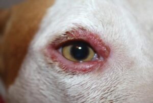 infeccao_nos_olhos_do_cachorro_por_blefarite_bacteriana_24282_0_600