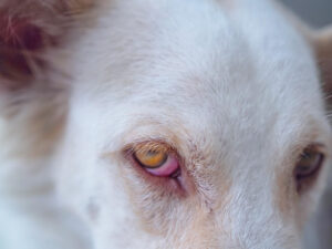 inflamacao-ocular-cachorro-uveite